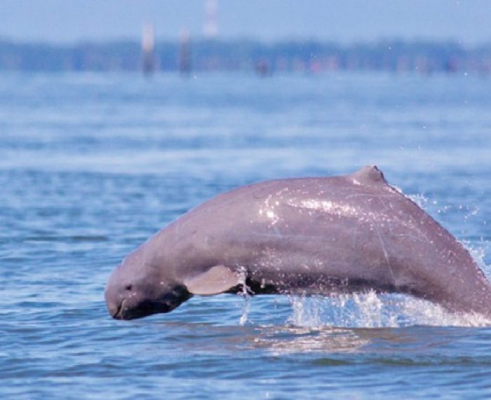 Irrawaddy Dolphins Experience