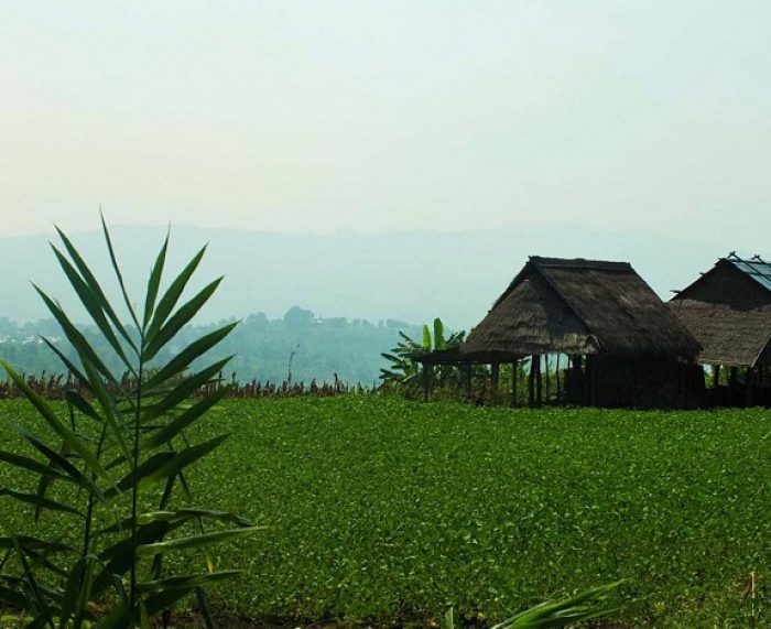 Hsipaw-Trekking-Myanmar-View-Paddy-Fields