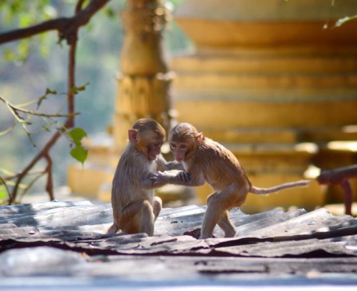 Mt. Popa - Bagan - Mandalay